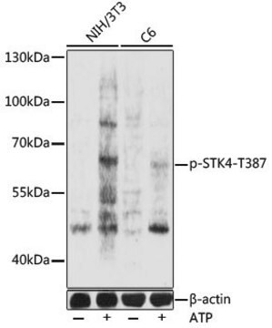 Anti-Phospho-STK4-T387 antibody produced in rabbit