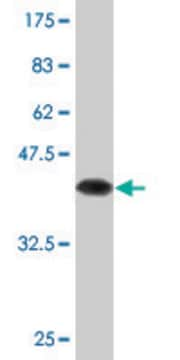 Monoclonal Anti-PTTG1, (N-terminal) antibody produced in mouse clone 2C3, purified immunoglobulin, buffered aqueous solution