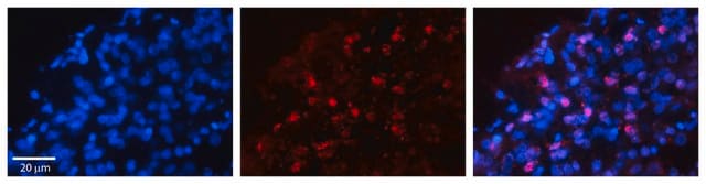 Anti-WWP1 antibody produced in rabbit affinity isolated antibody