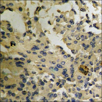 Anti-phospho-Arrestin 1 (pSer412) antibody produced in rabbit affinity isolated antibody