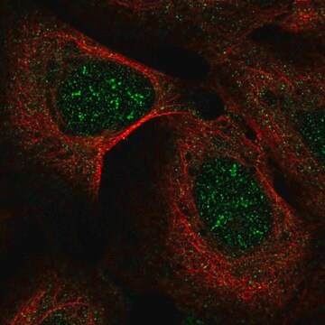 Anti-IP6K2 antibody produced in rabbit Prestige Antibodies&#174; Powered by Atlas Antibodies, affinity isolated antibody