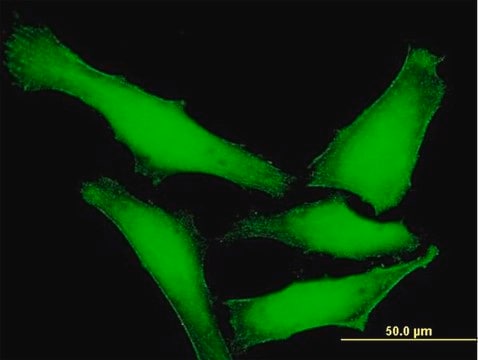 Anti-DUSP14 antibody produced in mouse purified immunoglobulin, buffered aqueous solution