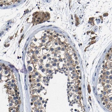 Anti-C6orf89 antibody produced in rabbit Prestige Antibodies&#174; Powered by Atlas Antibodies, affinity isolated antibody, buffered aqueous glycerol solution