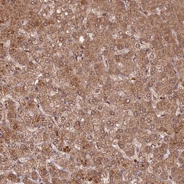 Anti-C2orf91 antibody produced in rabbit Prestige Antibodies&#174; Powered by Atlas Antibodies, affinity isolated antibody, buffered aqueous glycerol solution