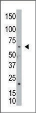 Anti-NEK8 (N-term) antibody produced in rabbit IgG fraction of antiserum, buffered aqueous solution