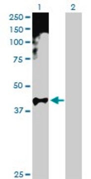 Anti-HOXA11 antibody produced in rabbit purified immunoglobulin, buffered aqueous solution