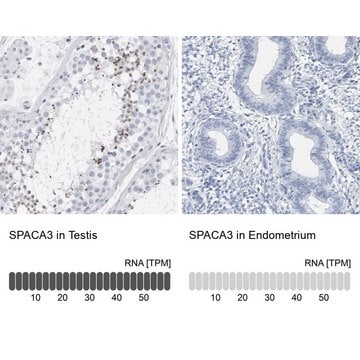 Anti-SPACA3 antibody produced in rabbit Prestige Antibodies&#174; Powered by Atlas Antibodies, affinity isolated antibody, buffered aqueous glycerol solution