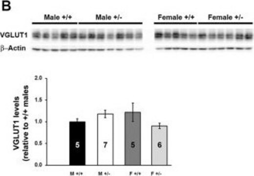 Anticuerpo anti-transportador de glutamato vesicular 1 clone 3C10.2, Chemicon&#174;, from mouse