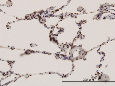 Monoclonal Anti-FBXW7 antibody produced in mouse clone 3D1, purified immunoglobulin, buffered aqueous solution