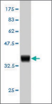 Monoclonal Anti-HOXD11 antibody produced in mouse clone 8C7, purified immunoglobulin, buffered aqueous solution