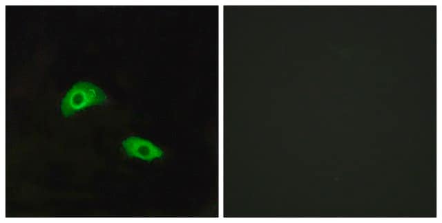 Anti-GPR174 antibody produced in rabbit affinity isolated antibody