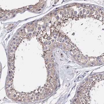 Anti-CFAP46 antibody produced in rabbit Prestige Antibodies&#174; Powered by Atlas Antibodies, affinity isolated antibody, buffered aqueous glycerol solution