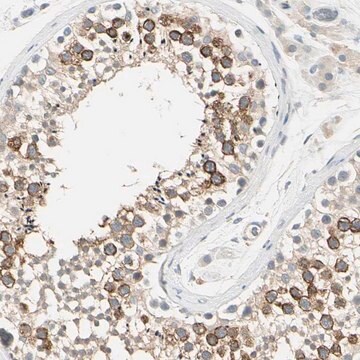 Anti-PRSS21 antibody produced in rabbit Prestige Antibodies&#174; Powered by Atlas Antibodies, affinity isolated antibody, buffered aqueous glycerol solution