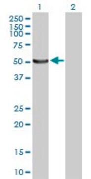 Anti-UBE1DC1 antibody produced in mouse purified immunoglobulin, buffered aqueous solution