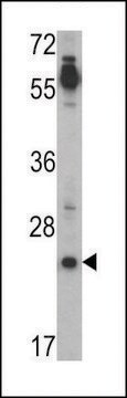 ANTI-CRIPTO (TDGF1)(N-TERMINAL) antibody produced in rabbit IgG fraction of antiserum, buffered aqueous solution