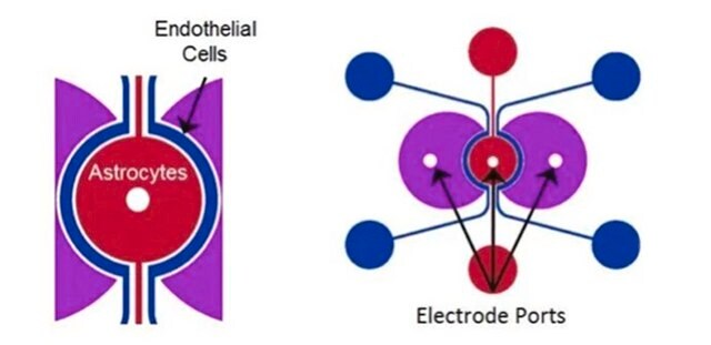 SynVivo SynBBB 3D blood brain barrier model chip, Transepithelial/endothelial Electrical Resistance (TEER) configuration