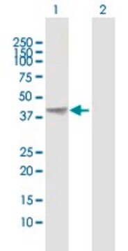 Anti-AHSA1 antibody produced in mouse purified immunoglobulin, buffered aqueous solution