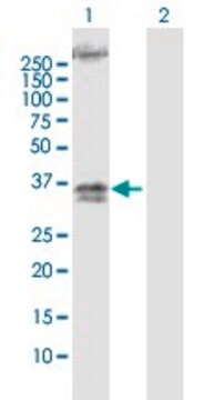 Anti-TRA@ antibody produced in mouse purified immunoglobulin, buffered aqueous solution