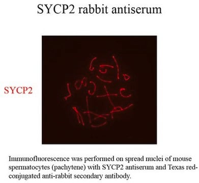 Anti-SYCP2-Antikörper serum, from rabbit