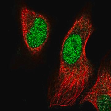 Anti-PRRX1 antibody produced in rabbit Prestige Antibodies&#174; Powered by Atlas Antibodies, affinity isolated antibody