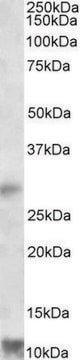 Anti-RNF7 antibody produced in goat affinity isolated antibody, buffered aqueous solution