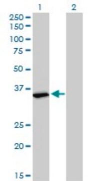 Monoclonal Anti-FMR1 antibody produced in mouse clone 2D4, purified immunoglobulin, buffered aqueous solution