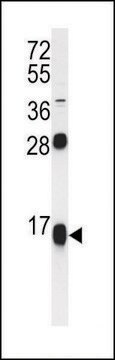 ANTI-RPS15A (N-TERM) antibody produced in rabbit IgG fraction of antiserum, buffered aqueous solution