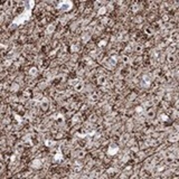 Anti-RIMS1 antibody produced in rabbit Prestige Antibodies&#174; Powered by Atlas Antibodies, affinity isolated antibody, buffered aqueous glycerol solution