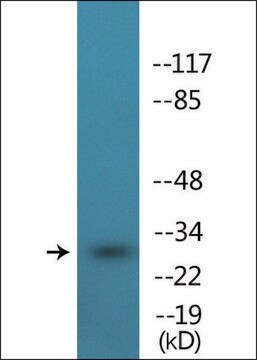 Anti-phospho-IL-2R &#945;/CD25 (pSer268) antibody produced in rabbit affinity isolated antibody