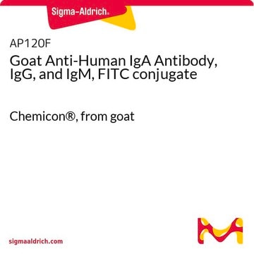 Goat Anti-Human IgA Antibody, IgG, and IgM, FITC conjugate Chemicon&#174;, from goat