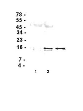 Anti-Phospho-Histone H3 (Ser10) Antibody, clone 3H10, Cy5 conjugate clone 3H11, Upstate&#174;, from mouse