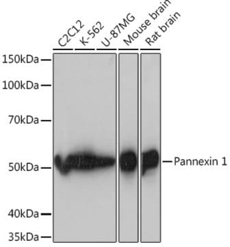 Anti-Pannexin 1 Antibody, clone 7E8T3, Rabbit Monoclonal