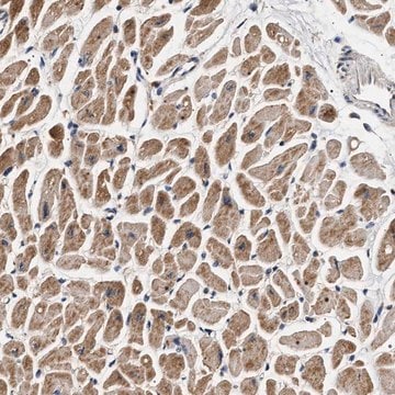 Anti-DCBLD2 antibody produced in rabbit Prestige Antibodies&#174; Powered by Atlas Antibodies, affinity isolated antibody, buffered aqueous glycerol solution