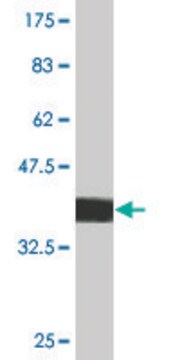 Monoclonal Anti-TOPORS antibody produced in mouse clone 6C8, purified immunoglobulin, buffered aqueous solution