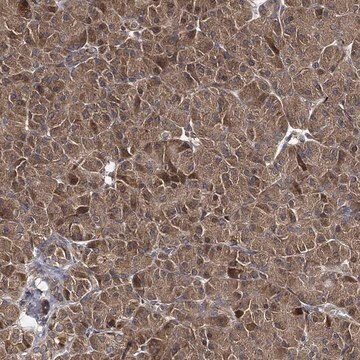 Anti-Mlst8 Antibody Produced In Rabbit Prestige Antibodies&#174; Powered by Atlas Antibodies, affinity isolated antibody, buffered aqueous glycerol solution