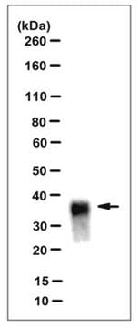 Anti-PrP, clone DRM2-118 Antibody clone DRM2-118, from mouse