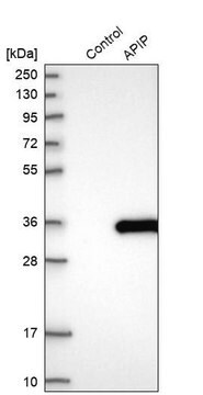 Anti-APIP antibody produced in rabbit Prestige Antibodies&#174; Powered by Atlas Antibodies, affinity isolated antibody, buffered aqueous glycerol solution, ab2