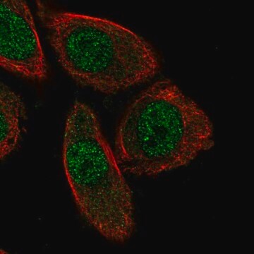 Anti-PHACTR3 antibody produced in rabbit Prestige Antibodies&#174; Powered by Atlas Antibodies, affinity isolated antibody