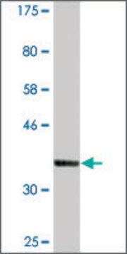 Monoclonal Anti-PTPLAD1, (N-terminal) antibody produced in mouse clone 5B5, ascites fluid