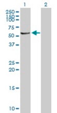 Anti-MGC42105 antibody produced in mouse purified immunoglobulin, buffered aqueous solution