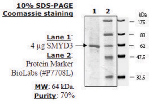 SMYD3 (35-end) Active human recombinant, expressed in baculovirus infected insect cells, &#8805;70% (SDS-PAGE)