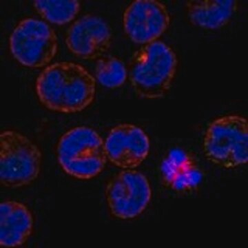 Anti-CT55 antibody produced in rabbit Prestige Antibodies&#174; Powered by Atlas Antibodies, affinity isolated antibody, buffered aqueous glycerol solution