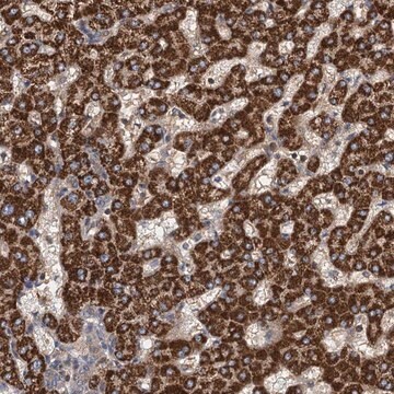 Anti-ROGDI antibody produced in rabbit Prestige Antibodies&#174; Powered by Atlas Antibodies, affinity isolated antibody, buffered aqueous glycerol solution