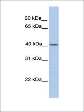 Anti-CYTB antibody produced in rabbit affinity isolated antibody