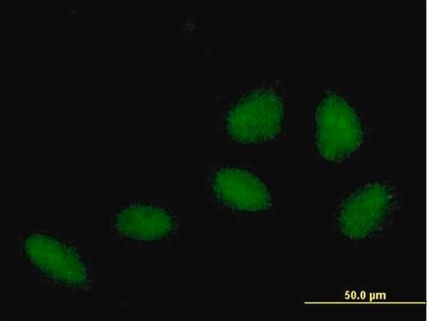 Anti-ZNF549 antibody produced in mouse purified immunoglobulin, buffered aqueous solution