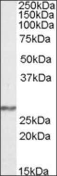 Anti-NDUFS3 antibody produced in goat affinity isolated antibody, buffered aqueous solution