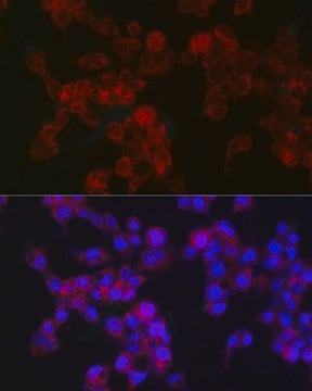 Anti-MGST1 Antibody, clone 6A0S5, Rabbit Monoclonal