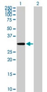 Anti-MCTP2 antibody produced in mouse purified immunoglobulin, buffered aqueous solution