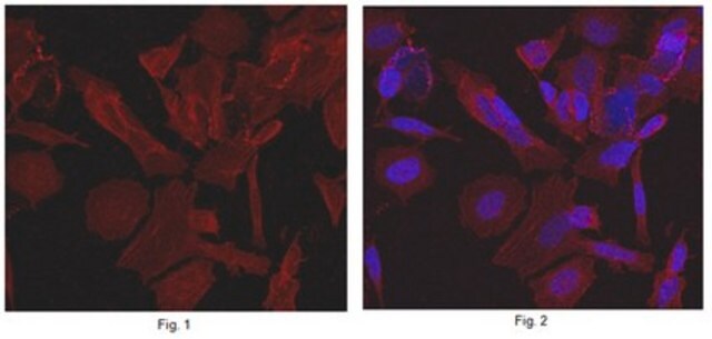 Anti-Syntaxin-2 Antibody, clone 2F2.1 clone 2F2.1, from mouse