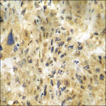 Anti-phospho-CDK5 (pTyr15) antibody produced in rabbit affinity isolated antibody